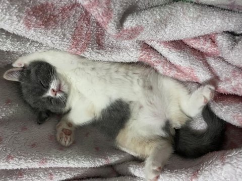 Babası exotic annesi scottish fold
