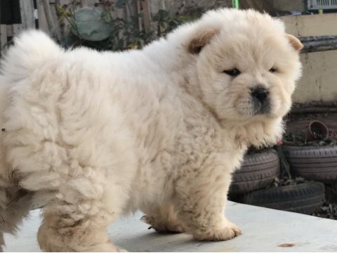 Ayı surat chow chow çin aslanı
