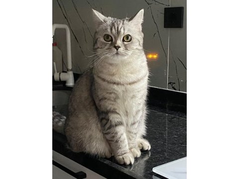 British shorthair acil yuva arıyoruz