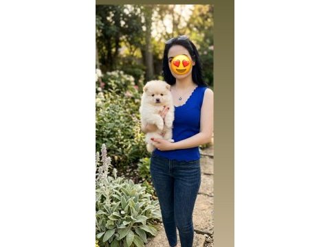 Pomeranian erkek prensimiz