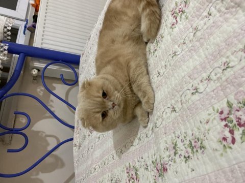 Çok yakışıklı scottish fold