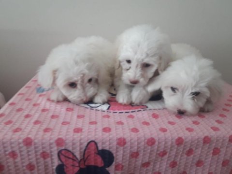 Maltese terrier bebekler