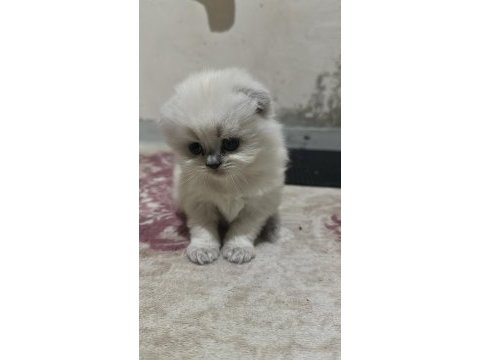 Minik british pamuğum yeni yuvasısı arıyor