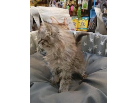 Yavru british longhair