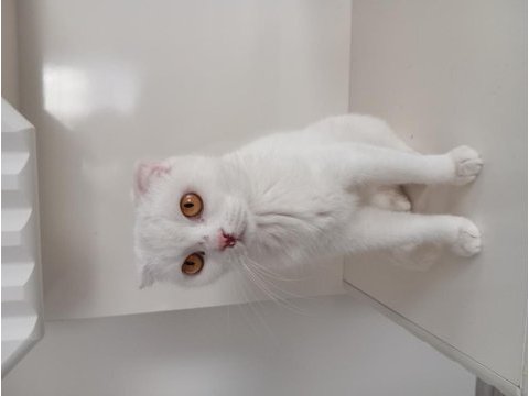 Ücretsiz sahiplendirilecek beyaz scottish fold