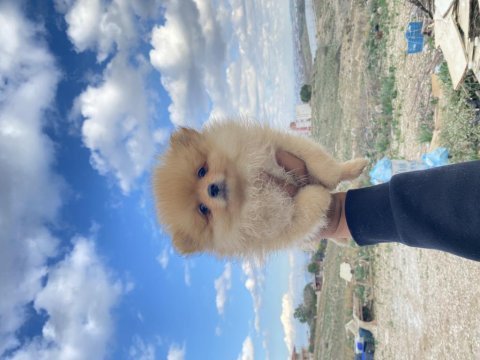 Pomeranian boo yavrularımız