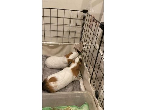 Guinea pigs