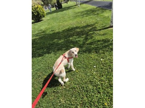 Dişi golden retriever 7 aylık
