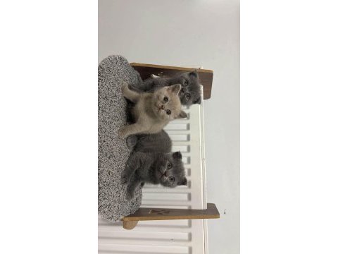 British shorthair blue