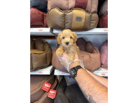 Birbirinden güzel maltipoo bebekler