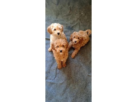 Minyatür poodle yavrular