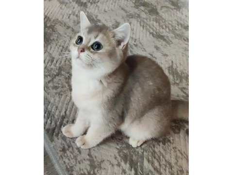 Safkan british shorthair