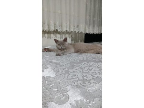 Ücretsiz sahiplendirme british shorthair