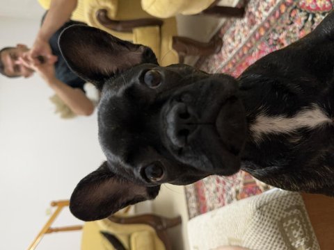 Dişi fransız bulldog