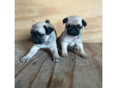 Sevimli pug mops yavrular