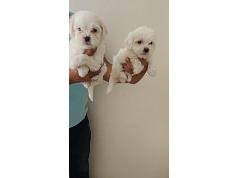 0 numara maltese terrier yavrularımız