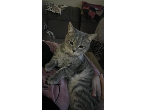 British shorthair kedimiz gayet sağlıklı