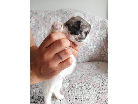 Sütten kesilmeye hazır maltipoo yavrular
