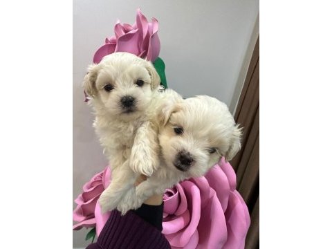 Maltipoo yavrum 55 günlük