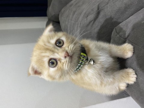 4 aylık scottish fold kedisi