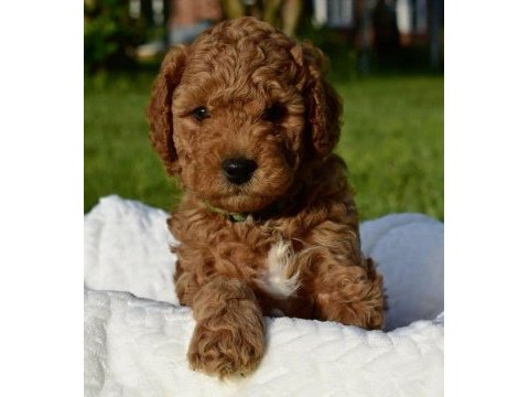 Poodle bebekler