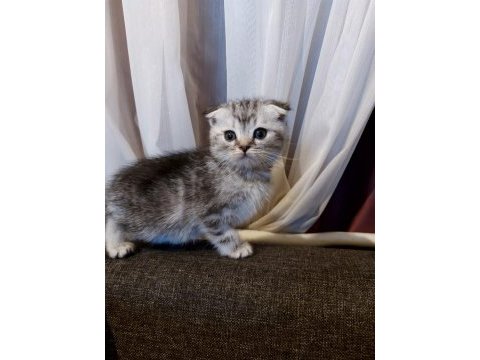 Anne altından silver scottish fold yavrumuz
