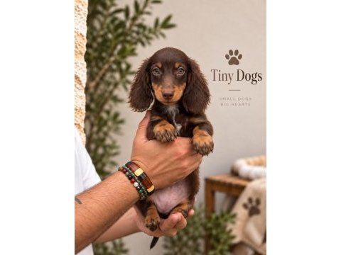 Miniature dachshund (sosis köpek) özel renk yavrular
