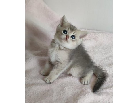Safkan british shorthair