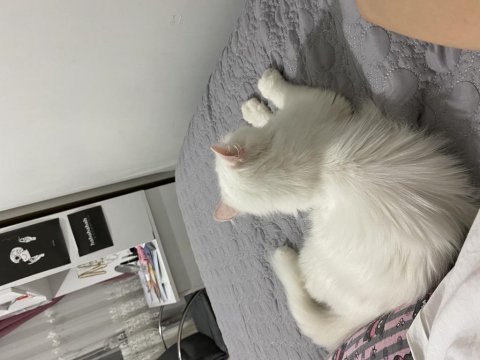 Chinchilla dişi kedimiz