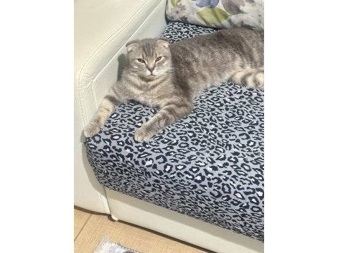 Scottish fold 7 aylık dişi