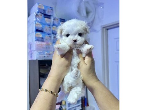 Anne altından maltese bebekler