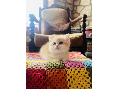 Saf kan golden british shorthair yavrular (wcf kayıtlı)