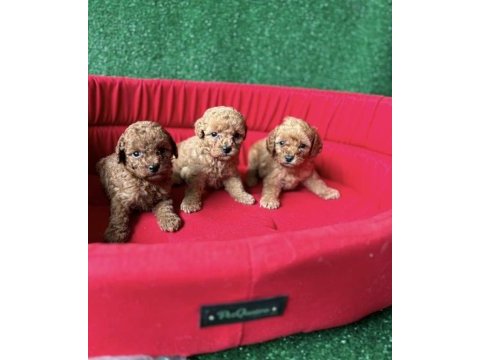 Toy poodle yavrular
