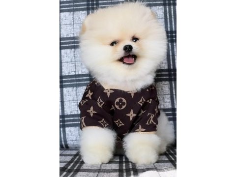 Pomeranian boo