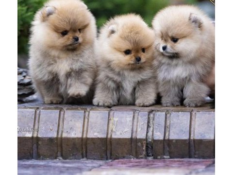 Ayı surat orjinal tayland pomeranian boo yavrular