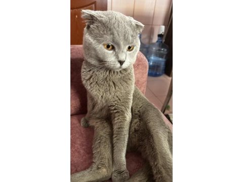 Erkek scottish fold kedimi sahiplendireceğim
