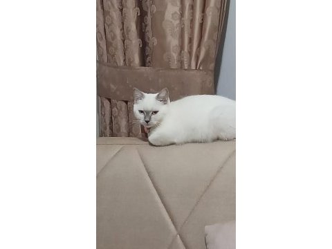British shorthair kızımız şekeri sahiplendirmek istiyoruz