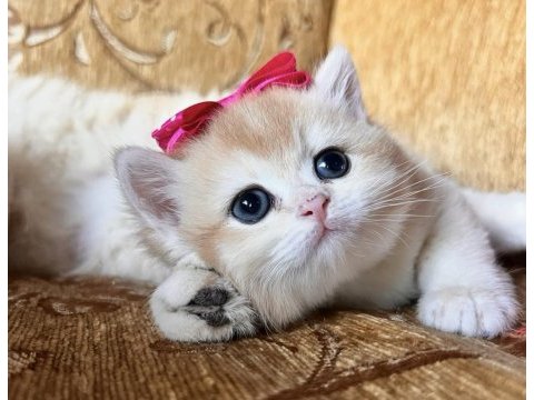 Saf kan golden british shorthair yavrular (wcf kayıtlı)