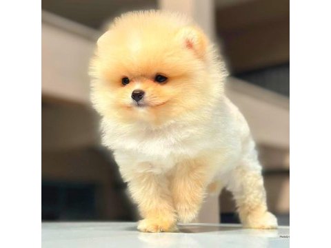 Show kalite pomeranian yavruları erkek ve dişi