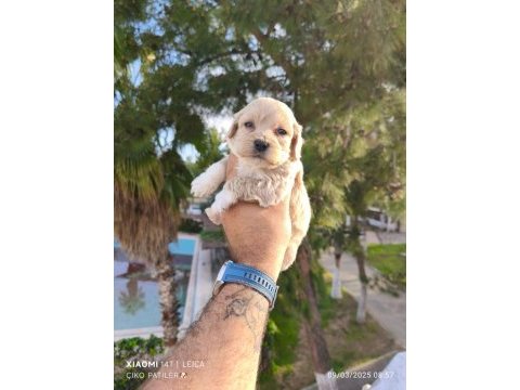 Maltipoo köpeğimiz