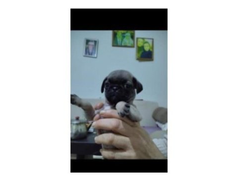 2 aylık dişi pug