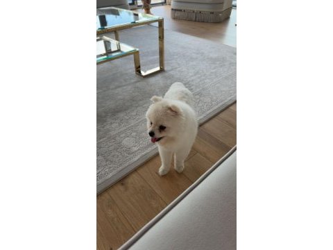 9 aylık pomeranian satılık