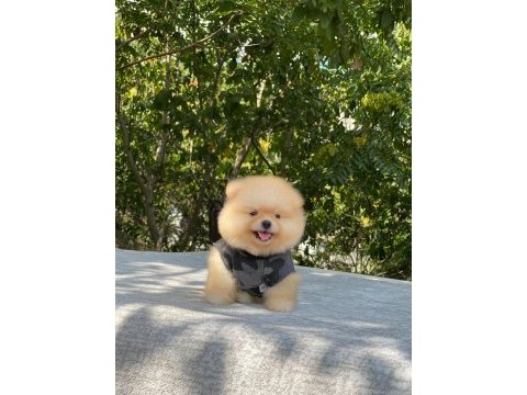 Yeni evlerine gitmeye hazır pomeranian yavruları