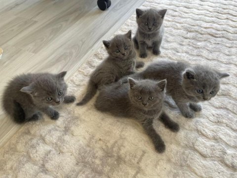 British shorthair yavru kediler