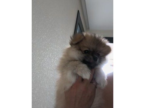 Oyuncu pomeranian boo