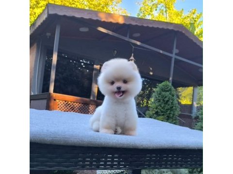 Sağlık ve ırk garantili pomeranian