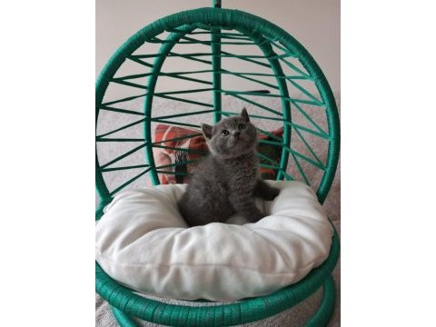 Minik british shorthair yavrularımız gitmeye hazırlar