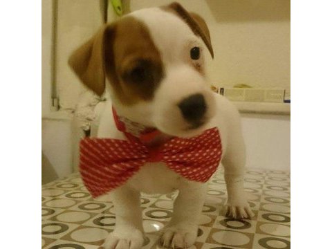 Enerji küpü jack russell bebekler
