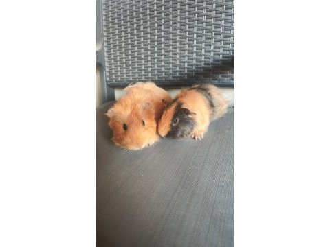 2 adet erkek ginepig