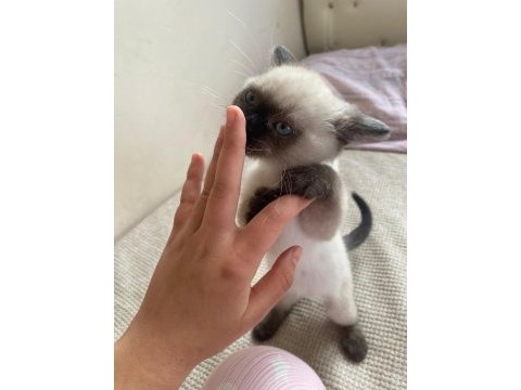 Siyam kedilerimize yeni yuva arıyoruz